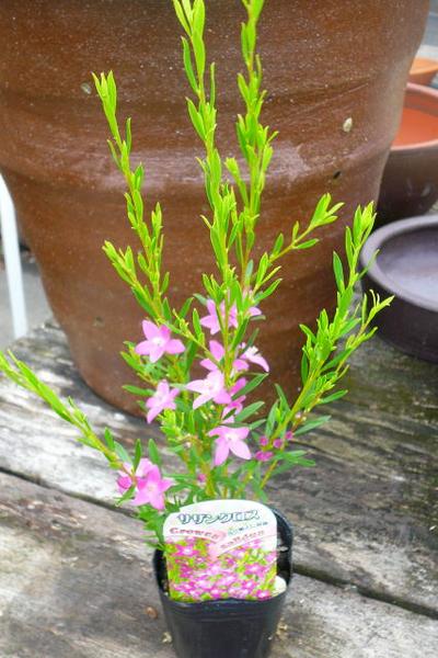 楽天市場 サザンクロス ピンク 花苗 星型のピンクの花が可愛らしい 寄せ植え等に人気の花 販売 通販 種類 母の日 花 ガーデニング岐阜緑園