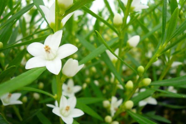 楽天市場 ホワイトサザンクロス5号鉢植え 白い星型の花が可愛らしいサザンクロス 鉢花 サザンクロス ホワイト 母の日 花 ガーデニング岐阜緑園