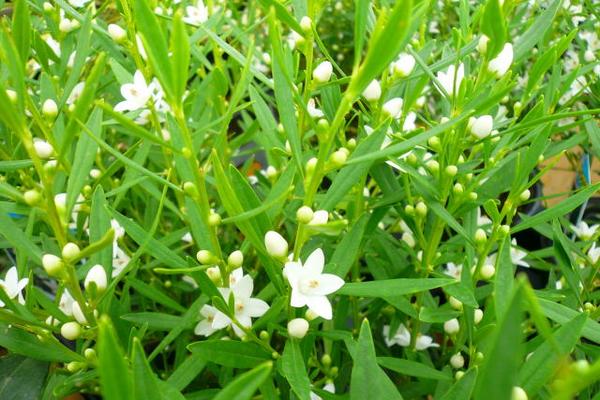 楽天市場 ホワイトサザンクロス5号鉢植え 白い星型の花が可愛らしいサザンクロス 鉢花 サザンクロス ホワイト 母の日 花 ガーデニング岐阜緑園