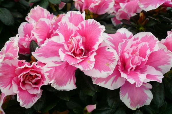 楽天市場 ピンクと白のフリル アザレア ニコレット5号 鉢花 母の日 花 ガーデニング岐阜緑園