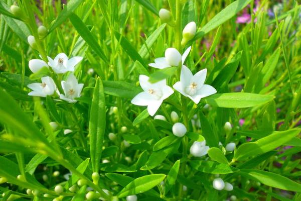 楽天市場 サザンクロス ホワイト苗 星咲きの小花 花苗 サザンクロス 花芽付き 常緑小低木 冬越し可 白 母の日 花 ガーデニング岐阜緑園