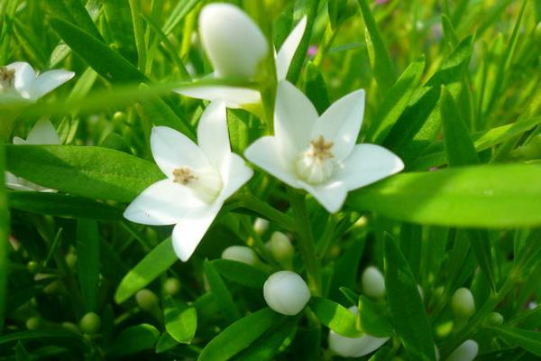 楽天市場 サザンクロス ホワイト苗 星咲きの小花 花苗 サザンクロス 花芽付き 常緑小低木 冬越し可 白 母の日 花 ガーデニング岐阜緑園