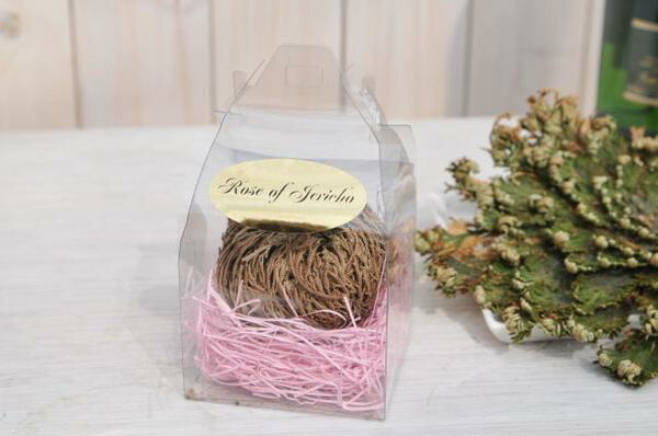 楽天市場 不思議植物 枯れた葉が復活する面白植物 ジェリコの薔薇 花苗 母の日 花 ガーデニング岐阜緑園