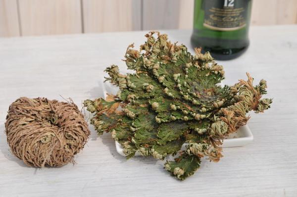 楽天市場 不思議植物 枯れた葉が復活する面白植物 ジェリコの薔薇 花苗 母の日 花 ガーデニング岐阜緑園