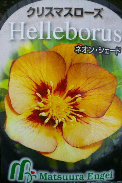 楽天市場 送料無料 黄色にネオンのシェードが魅力 クリスマスローズ ネオンシェード 花苗 クリスマスローズ Christmas Rose 松浦園芸さん生産 販売 通販 種類 Rcp19mara 母の日 花 ガーデニング岐阜緑園
