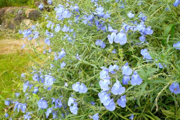 楽天市場 サルビア アズレア 花苗 サルビア 宿根草 販売 通販 種類 母の日 花 ガーデニング岐阜緑園