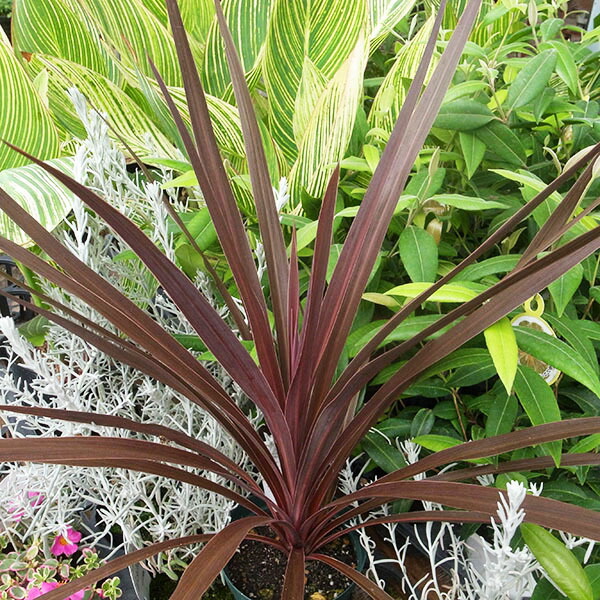 楽天市場 クーポン利用で10 Off コルジリネ オーストラリス4号鉢植え 観葉植物 コルジリネ コルディリネ 販売 通販 種類 レッド 赤 母の日 花 ガーデニング岐阜緑園