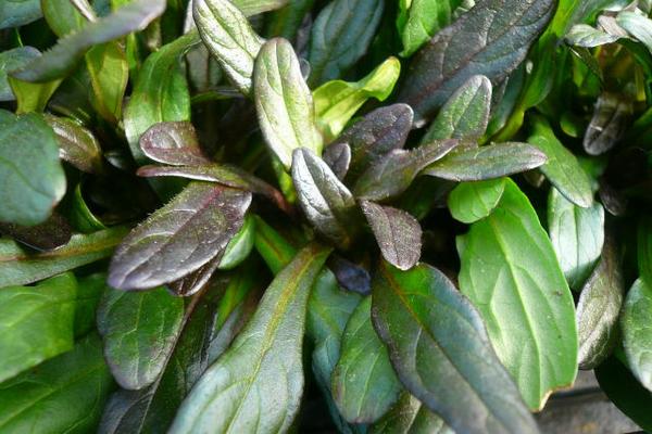 楽天市場 アジュガ チョコレートチップ苗 寒くなると葉がチョコレートのように黒く染まる人気のアジュガ非常に丈夫な植物で庭を這うように広がるのでグランドカバー 母の日 花 ガーデニング岐阜緑園