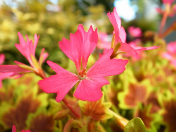 楽天市場 もみじ葉ゼラニューム ピンクファイヤー苗 花と葉色が寄せ植えに最適 花苗 ゼラニウム モミジ 販売 通販 種類 母の日 花 ガーデニング岐阜緑園