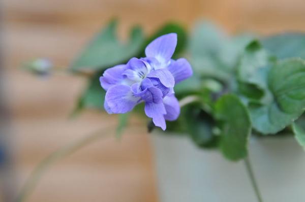 楽天市場 ニオイスミレ オーロラ3号 甘い香りの花 鉢花 においすみれ 多年草 花 フラワー 販売 通販 種類 母の日 花 ガーデニング岐阜緑園