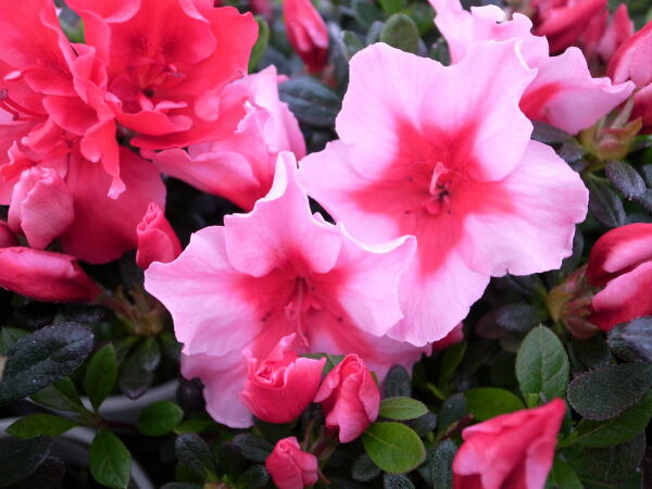 楽天市場 アザレア カメレオン4号鉢植え 鉢花 色鮮やかな複色咲き 豪華な花を楽しませてくれます 鉢花 販売 通販 種類 母の日 花 ガーデニング岐阜緑園