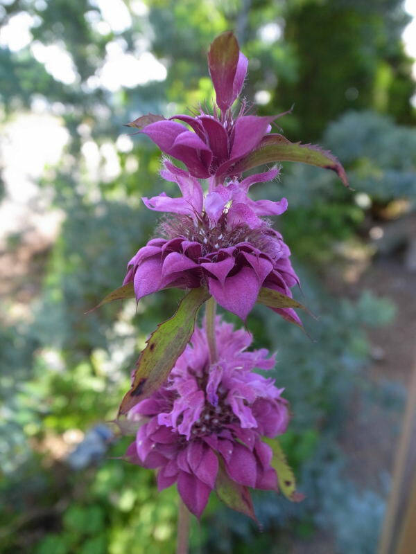 楽天市場 風にそよぐ草花 モナルダ ベルガモ苗 花苗 母の日 花 ガーデニング岐阜緑園