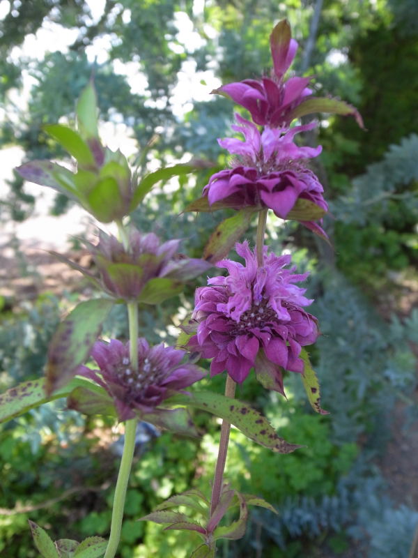 楽天市場 風にそよぐ草花 モナルダ ベルガモ苗 花苗 母の日 花 ガーデニング岐阜緑園