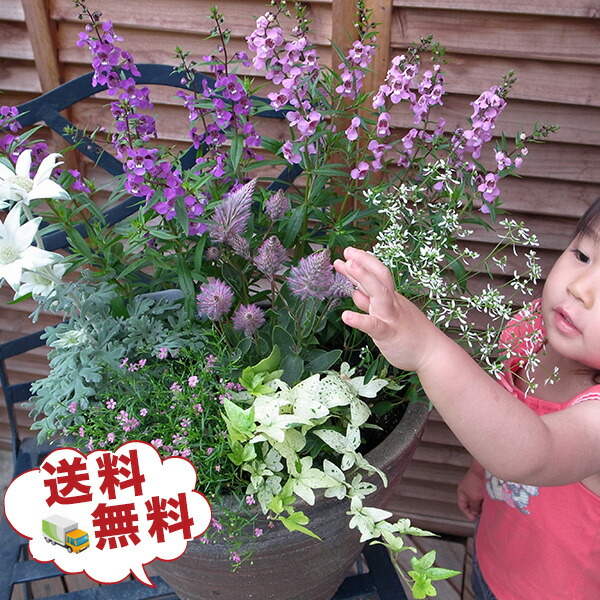 楽天市場 送料無料 季節のガーデニング グレードアップバージョン寄せ植えセット Gardening 寄植え 寄せ植え 花苗 販売 通販 種類 母の日 花 ガーデニング岐阜緑園