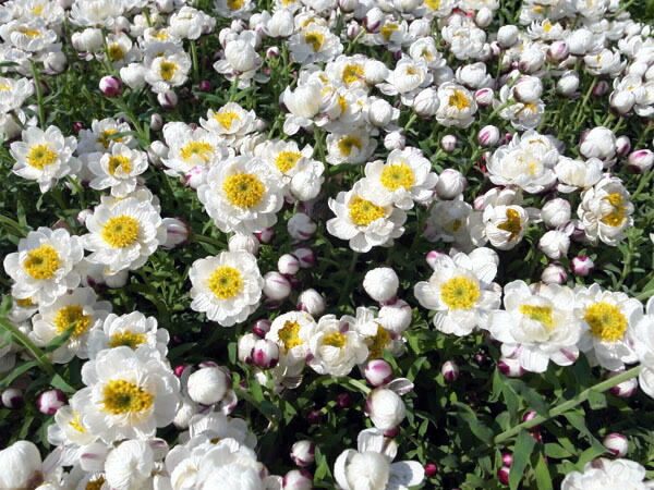 楽天市場 ヘリクリサム花かんざし ホワイト 白 花芽付き ハンギングや寄せ植え等にも人気 花苗 販売 通販 種類 母の日 花 ガーデニング岐阜緑園