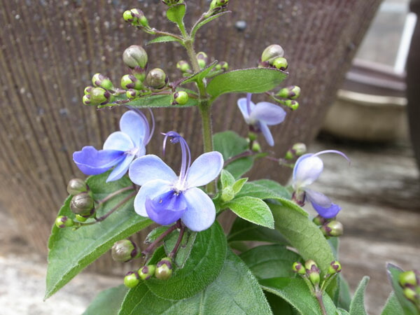 楽天市場 クレロデンドルム ブルーウイング 苗 蝶のように咲くブルーの花クレロデンドルム 母の日 花 ガーデニング岐阜緑園