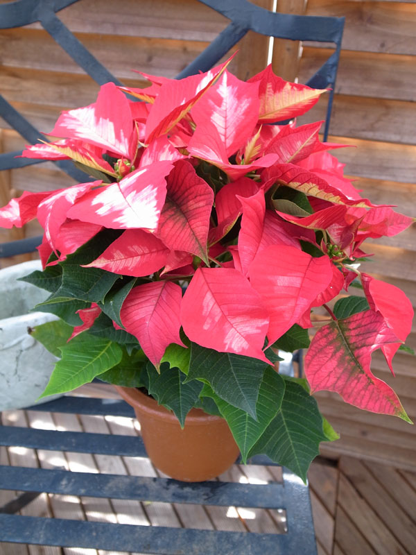 楽天市場 ポインセチア 鉢 アイスパンチ5号鉢植え 真っ赤な葉に白い斑が入る珍しい品種 鉢花 母の日 花 ガーデニング岐阜緑園