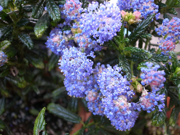 楽天市場 カリフォルニアライラック4号 鉢植え 鉢花 ブルーの花が魅力 半耐寒性常緑低木 花 フラワー 販売 通販 種類 母の日 花 ガーデニング岐阜緑園