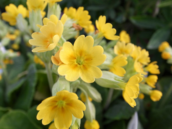 楽天市場 プリムラベリス カブリオ苗 色鮮やかな黄色の花が魅力 耐暑性強い植物です 花苗 販売 通販 種類 母の日 花 ガーデニング岐阜緑園