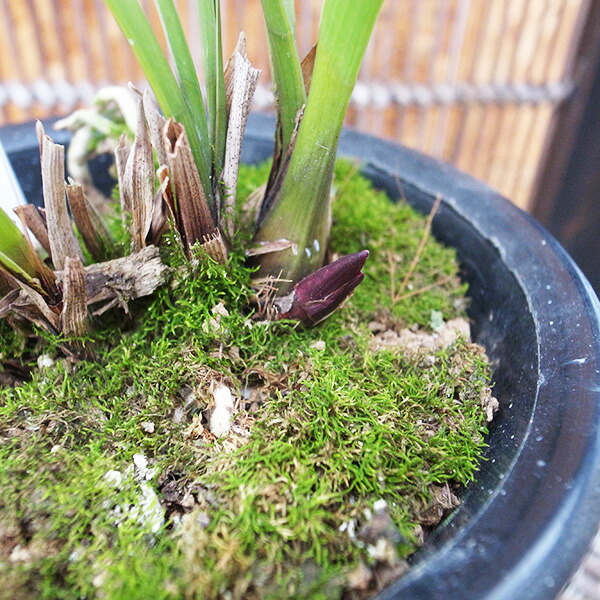 楽天市場】ニホンミツバチ誘引蘭 東洋蘭 ミスマフェット 5号サイズ