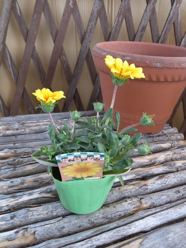 楽天市場 ガザニア 苗 マンゴープリン 色鮮やか 愛らしい花が魅力の宿根草です 花苗 日光大好き 日が当たるとパッと開く花 販売 通販 種類 母の日 花 ガーデニング岐阜緑園