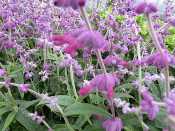 楽天市場 アメジストセージ 別名でメキシカンブッシュセージ 常緑多年草 パープル ブルー 花芽付 ハーブ 花苗 ガーデニング 販売 通販 種類 母の日 花 ガーデニング岐阜緑園