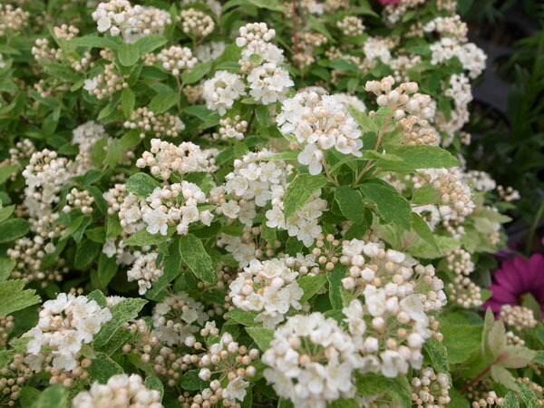 楽天市場 斑入り ピンク コデマリ こでまり 庭植えで毎年楽しめます 花は咲くと白花ですが 蕾の時ほんのりピンクがのって可愛らしい花苗 販売 通販 種類 母の日 花 ガーデニング岐阜緑園