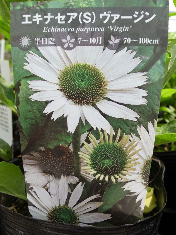 楽天市場 エキナセア 苗 ヴァージン 花苗 エキナセア苗 切り花やドライフラワーにもなるイングリッシュガーデンの人気者 花芽付き ホワイト 販売 通販 種類 母の日 花 ガーデニング岐阜緑園