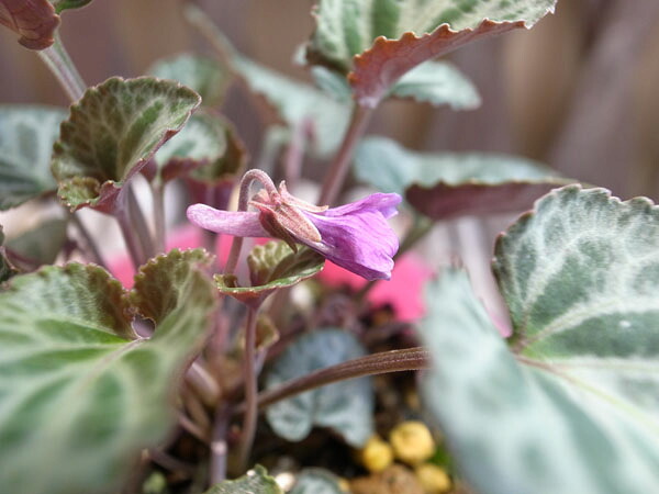 楽天市場 ビオラ コリアナ シレッタ 花苗 シクラメンリーフのようなビオラで葉色が可愛らしく寄せ植えに最適 ビオラ苗 ビオラ 苗 販売 通販 種類 母の日 花 ガーデニング岐阜緑園