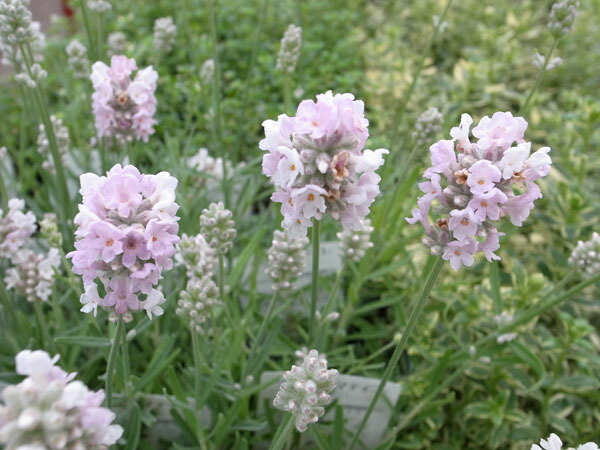 楽天市場 ラベンダー アロマティコシルバーピンク 花苗 ハーブ 今までにないピンクの花芽付で花後切戻してあげると秋頃また花芽をつけて楽しませてくれます 販売 通販 種類 0603superp10 母の日 花 ガーデニング岐阜緑園