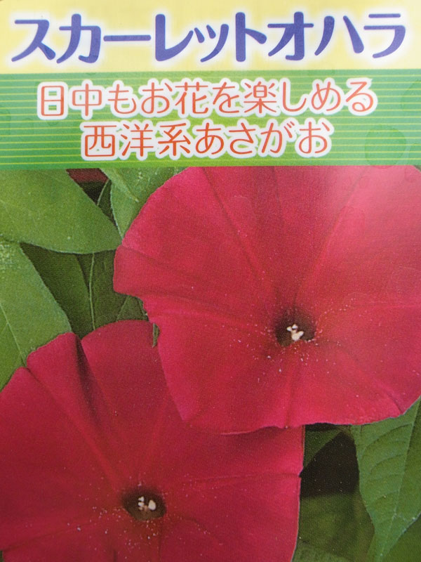 楽天市場 昼咲き あさがお スカーレットオハラ 緑のカーテン グリーンカーテン 日中に花を楽しめる西洋あさがお 花苗 販売 種類 通販 種類 母の日 花 ガーデニング岐阜緑園