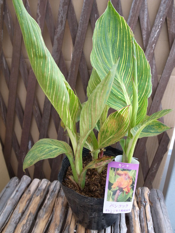 楽天市場 カンナ バンコック 観葉植物 多年草 黄色の斑入り葉にオレンジの花が魅力 販売 通販 種類 母の日 花 ガーデニング岐阜緑園