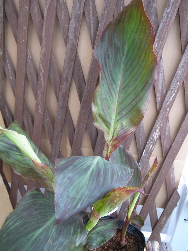 楽天市場 カンナ ワイオミング 観葉植物 多年草 黒々した銅葉にオレンジの花が魅力 販売 通販 種類 母の日 花 ガーデニング岐阜緑園