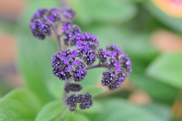 楽天市場 ヘリオトロープ4号鉢植え 鉢花 甘い香りが楽しめる 紫の小花が可愛らしいハーブです 鉢花 販売 通販 種類 母の日 花 ガーデニング岐阜緑園