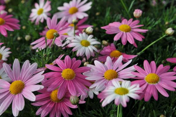 楽天市場 マーガレット ピンク6号 白 ピンクへ咲きすすむ 鉢花 母の日 花 ガーデニング岐阜緑園