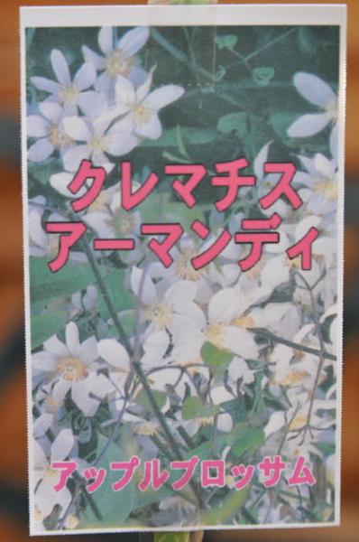 楽天市場 クレマチスアーマンディ アップルブロッサム苗 甘い香りも楽しませてくれる ガーデニング 花苗 母の日 花 ガーデニング岐阜緑園