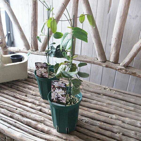 楽天市場 クレマチスアーマンディ アップルブロッサム苗 甘い香りも楽しませてくれる ガーデニング 花苗 母の日 花 ガーデニング岐阜緑園