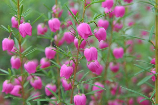 楽天市場 柑橘系の香りも楽しめる花 ボロニア ヘテロフィラ5号鉢植え 鉢花 母の日 花 ガーデニング岐阜緑園