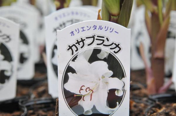 楽天市場 カサブランカ 百合 ユリの王様 ゆり カサブランカ芽出し苗 球根 花苗 毎年楽しめる球根草 純白の大輪 販売 通販 種類 ホワイト 白 母の日 花 ガーデニング岐阜緑園