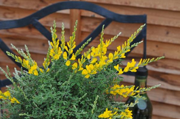 楽天市場 エニシダ5号 色鮮やかな黄色 鉢花 常緑低木 販売 通販 種類 イエロー 黄色 母の日 花 ガーデニング岐阜緑園