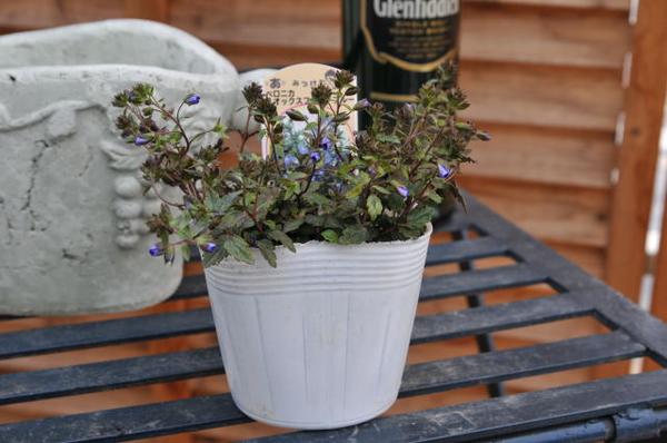 楽天市場 ベロニカ オックスフォードブルー苗 花芽付き 多年草 ブルーの小花 毎年地を這うように広がりブルーの小花を株一面に咲かせてくれます 販売 通販 種類 母の日 花 ガーデニング岐阜緑園