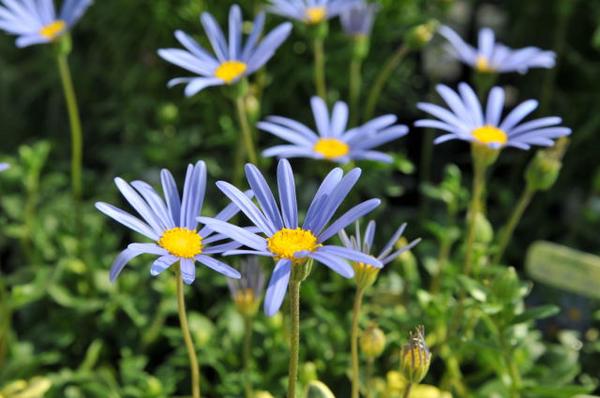 楽天市場 ブルーデージー苗 四季咲き性で次々咲くブルーの花が魅力的 花芽付き 花苗 販売 通販 種類 青 母の日 花 ガーデニング岐阜緑園