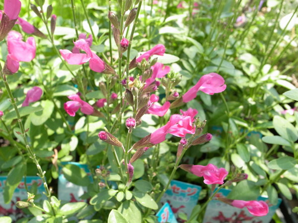 楽天市場 チェリーセージ ラズベリーミルク 花苗 長い期間楽しめるガーデニング向きの花 花芽付 販売 通販 種類 母の日 花 ガーデニング岐阜緑園