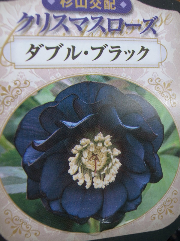 楽天市場 杉山交配 クリスマスローズ ダブル ブラック 花苗 クリスマスローズダブル Christmas Rose Double Black 販売 通販 種類 母の日 花 ガーデニング岐阜緑園