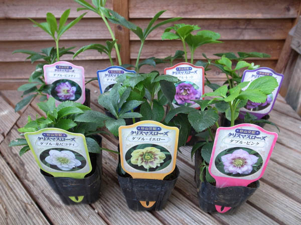 楽天市場 クリスマスローズ ダブル 7種類セット 送料無料 杉山交配レアな八重咲き クリスマスローズ ダブル 7株セット 販売 通販 種類 母の日 花 ガーデニング岐阜緑園 楽天市場 クリスマスローズ ダブル 7種類セット 送料無料 杉山交配レアな八重咲き クリスマスローズ ダブル 7株セット 販売 通販 種類 母の日 花 ガーデニング岐阜緑園