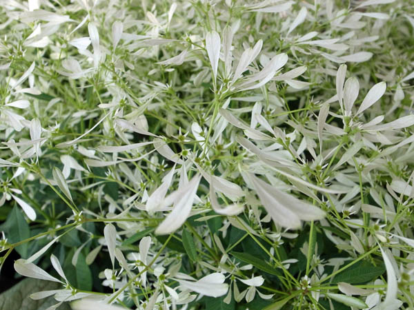 楽天市場 ユーフォルビア 白雪姫 蝶が舞うような純白の花が魅力 寄せ植えに最適 販売 通販 種類 母の日 花 ガーデニング岐阜緑園