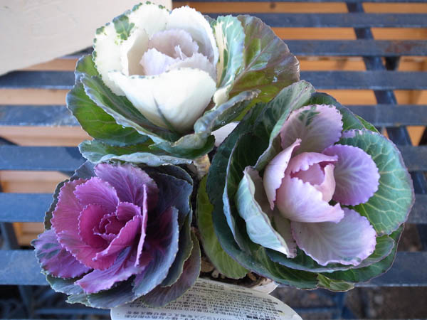 楽天市場 葉牡丹 ハボタン 神戸ジェンヌハボタン カクテルパーティー さまざまな色が楽しめる寄せ植えハボタンです 花苗 はぼたん お正月 販売 通販 種類 母の日 花 ガーデニング岐阜緑園