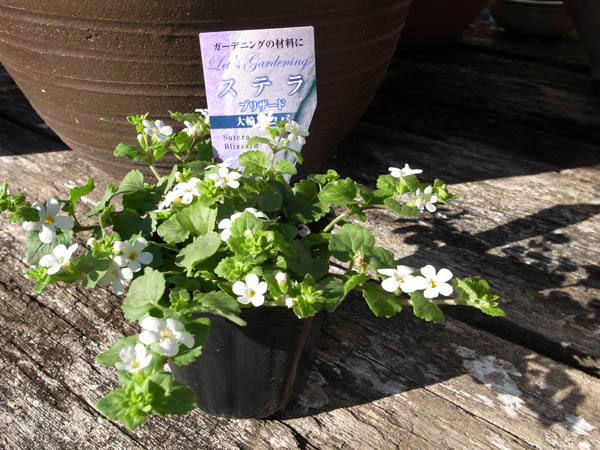 楽天市場 バコパ ホワイト 花苗 枝垂れ咲く純白の花が魅力で寄せ植えに人気の花 販売 通販 種類 白花 母の日 花 ガーデニング岐阜緑園