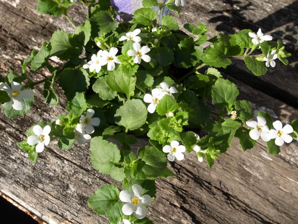 楽天市場 バコパ ホワイト 花苗 枝垂れ咲く純白の花が魅力で寄せ植えに人気の花 販売 通販 種類 白花 母の日 花 ガーデニング岐阜緑園