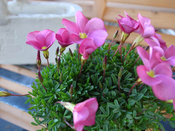 楽天市場 オキザリス ディープオマー 花で埋め尽くされるように咲く魅力の花 球根草 花苗 花芽付 販売 通販 種類 母の日 花 ガーデニング岐阜緑園 楽天市場 オキザリス ディープオマー 花で埋め尽くされるように咲く魅力の花 球根草 花苗 花芽付 販売 通販 種類 母の日 花 ガーデニング岐阜緑園